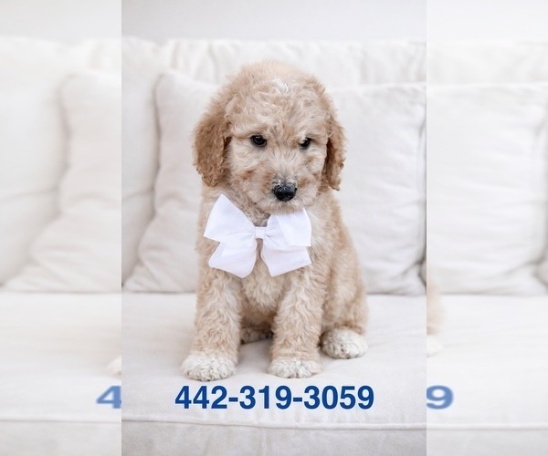 Medium Photo #2 Goldendoodle Puppy For Sale in HESPERIA, CA, USA