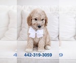Small Photo #2 Goldendoodle Puppy For Sale in HESPERIA, CA, USA