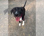 Small #1 Mutt