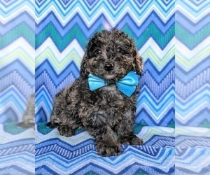 Goldendoodle-Poodle (Toy) Mix Puppy for sale in QUARRYVILLE, PA, USA