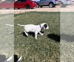 Small Photo #33 Dalmatian Puppy For Sale in AMARILLO, TX, USA