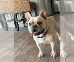 Small Photo #1 French Bulldog Puppy For Sale in CUSHING, OK, USA