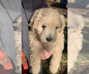 Goldendoodle Puppy for sale in YREKA, CA, USA