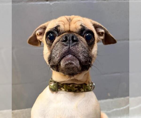 Medium Photo #1 Pug Puppy For Sale in Alameda, CA, USA