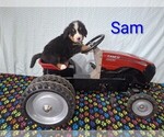 Puppy Sam Bernese Mountain Dog