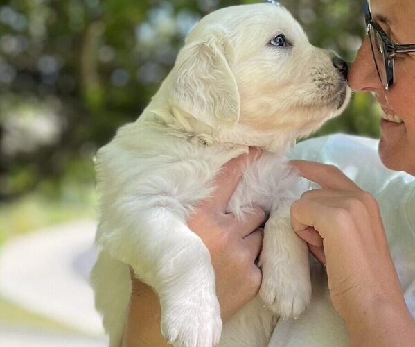 Medium Photo #1 English Cream Golden Retriever Puppy For Sale in OCEANSIDE, CA, USA