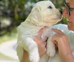 Small Photo #1 English Cream Golden Retriever Puppy For Sale in OCEANSIDE, CA, USA