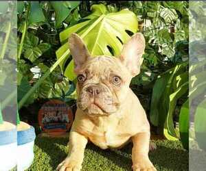 French Bulldog Puppy for sale in MANHATTAN, NY, USA