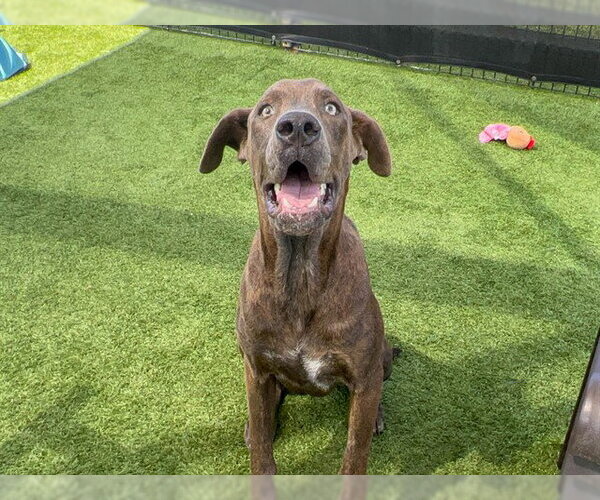 Medium Photo #1 Great Dane-Unknown Mix Puppy For Sale in Orange, CA, USA