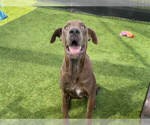 Great Dane-Unknown Mix Dogs for adoption in Orange, CA, USA