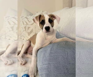 Mutt Dogs for adoption in Holly Springs, NC, USA