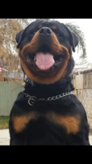 Father of the Rottweiler puppies born on 04/20/2018