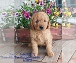 Puppy Teddy Goldendoodle (Miniature)