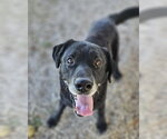 Small #2 Labrador Retriever Mix