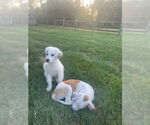 Small #3 Great Pyrenees