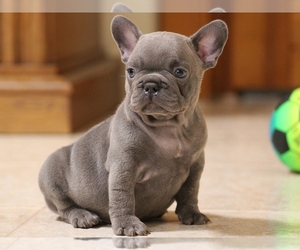 French Bulldog Puppy for sale in BOSTON, MA, USA