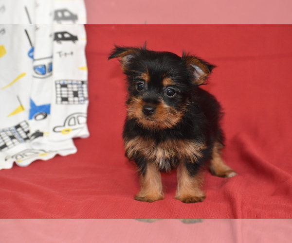 Medium Photo #2 Yorkshire Terrier Puppy For Sale in ELDORADO, OH, USA