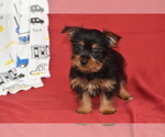Small #1 Yorkshire Terrier