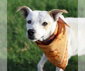 American Staffordshire Terrier-Unknown Mix Dogs for adoption in San Antonio, TX, USA