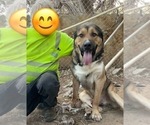 Puppy Mom and Dad Anatolian Shepherd-Kangal Dog Mix