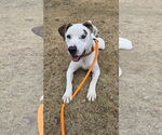 Small #6 Lab-Pointer