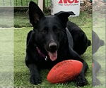 Small #1 German Shepherd Dog