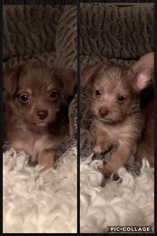 Chihuahua Puppy for sale in LONGWOOD, FL, USA