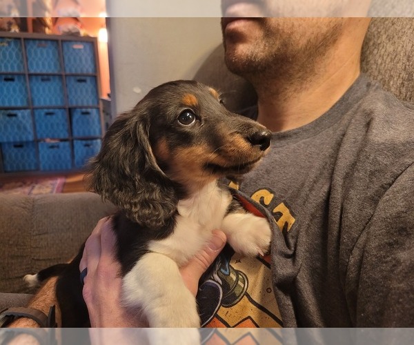 Medium Photo #1 Dachshund Puppy For Sale in YELM, WA, USA