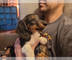 Dachshund Puppy for sale in YELM, WA, USA