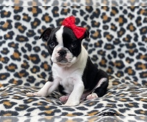 Boston Terrier Puppy for sale in LAKELAND, FL, USA