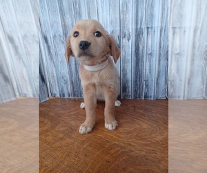 Golden Retriever Puppy for sale in NILES, MI, USA