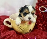 Small #4 Morkie