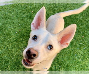 MUSTER - Male American Eskimo Dog-Unknown Mix Dog for Adoption - Photo #2