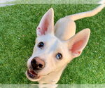 Small Photo #2 American Eskimo Dog-Unknown Mix Puppy For Sale in Moreno Valley, CA, USA
