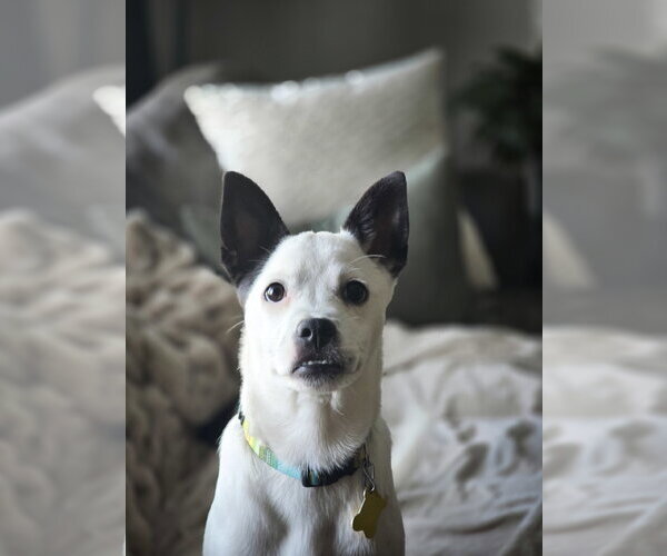 Medium Photo #12 Chihuahua-Unknown Mix Puppy For Sale in Sandy, UT, USA