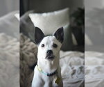 Small #11 Chihuahua Mix
