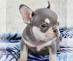 Small Photo #6 French Bulldog Puppy For Sale in HESPERIA, CA, USA
