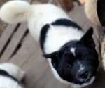 Small Photo #5 Akita Puppy For Sale in LIVINGSTON, MT, USA