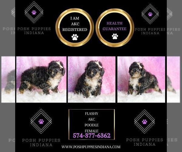 Medium Photo #2 Poodle (Toy) Puppy For Sale in WARSAW, IN, USA