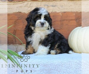 Bernedoodle (Miniature) Puppy for sale in NARVON, PA, USA