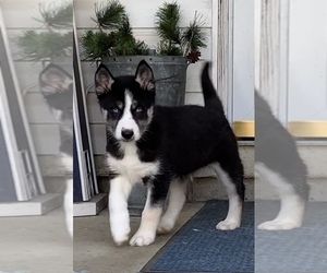 Siberian Husky Puppy for sale in BEAVER, OH, USA