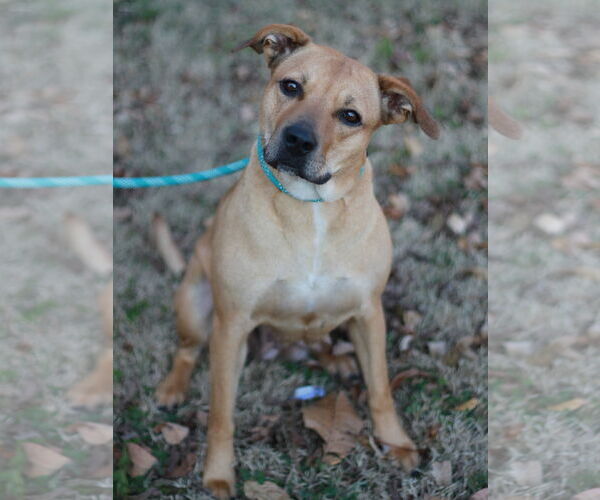 Medium Photo #2 Black Mouth Cur-Unknown Mix Puppy For Sale in Cookeville, TN, USA