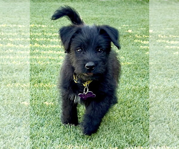 Medium Photo #5 Mutt Puppy For Sale in Corona, CA, USA