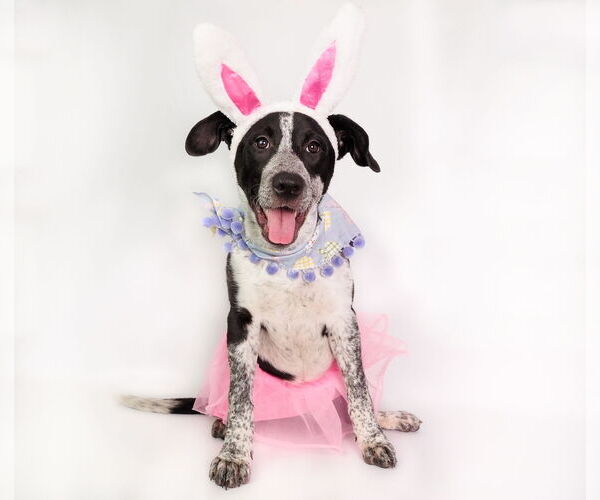 Medium Photo #2 American Staffordshire Terrier-Border Collie Mix Puppy For Sale in phoenix, AZ, USA