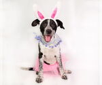 Small #1 American Staffordshire Terrier-Border Collie Mix