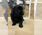 Puppy Lady Newfoundland