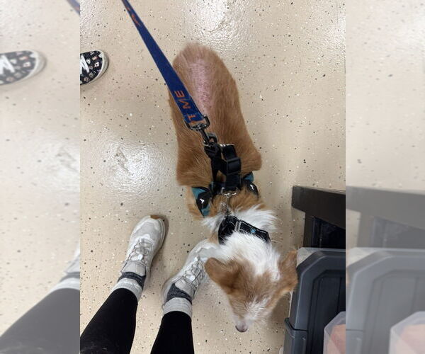 Medium Photo #4 Mutt Puppy For Sale in Mundelein, IL, USA