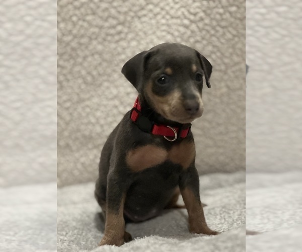 Medium Photo #4 Miniature Pinscher Puppy For Sale in HAWAIIAN GARDENS, CA, USA