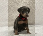 Small #3 Miniature Pinscher