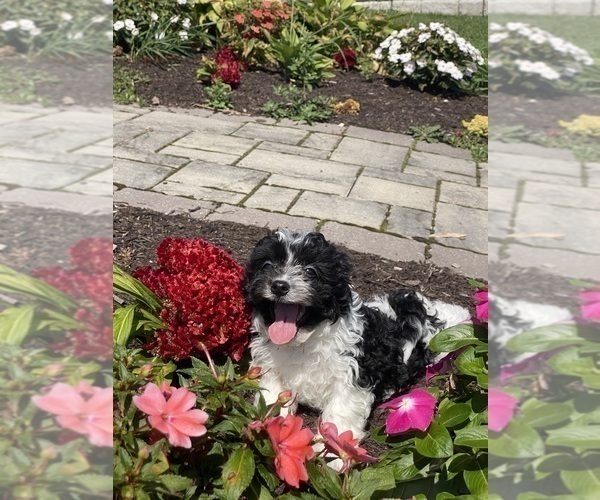 Medium Photo #2 Havanese Puppy For Sale in CANOGA, NY, USA